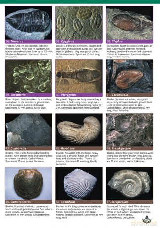Common Fossils (WildID) - Helen Pellant [KSIĄŻKA]