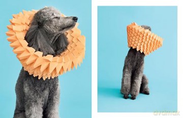 Cone of Shame: Elevated Looks That Will Turn Heads - Winnie Au [KSIĄŻKA]
