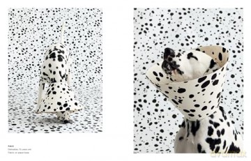 Cone of Shame: Elevated Looks That Will Turn Heads - Winnie Au [KSIĄŻKA]