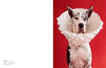 Cone of Shame: Elevated Looks That Will Turn Heads - Winnie Au [KSIĄŻKA]