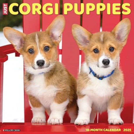 Corgi Puppies 2025 Wall [KSIĄŻKA]