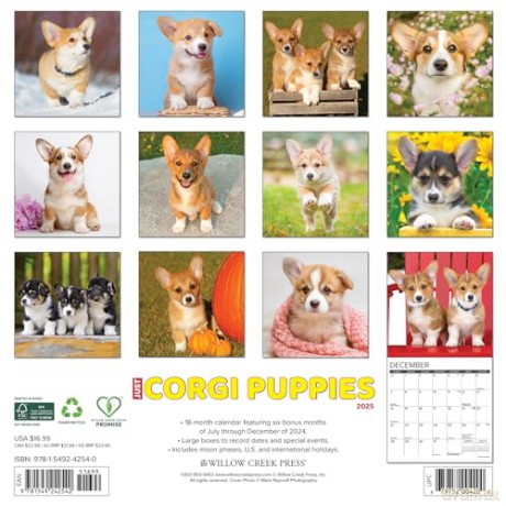 Corgi Puppies 2025 Wall [KSIĄŻKA]