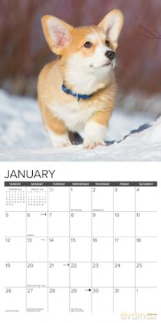Corgi Puppies 2025 Wall [KSIĄŻKA]