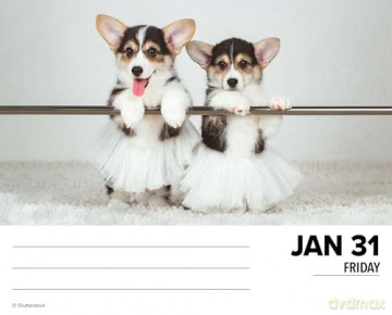 Corgis 2025 Box [KSIĄŻKA]