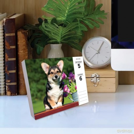 Corgis 2025 Box [KSIĄŻKA]