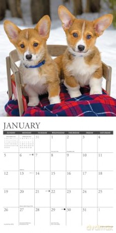 Corgis 2025 Wall [KSIĄŻKA]