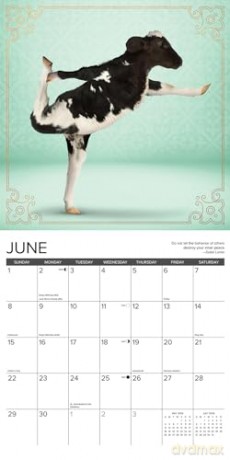Cow Yoga 2025 Wall [KSIĄŻKA]