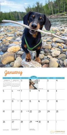 Crusoe the Celebrity Dachshund 2025 Mini [KSIĄŻKA]