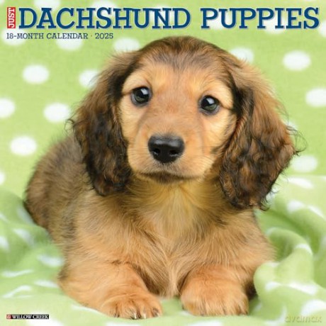Dachshund Puppies 2025 Wall [KSIĄŻKA]