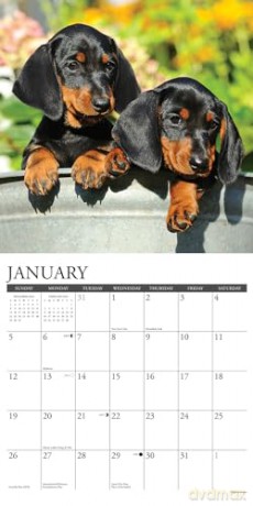 Dachshund Puppies 2025 Wall [KSIĄŻKA]