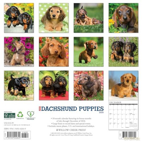 Dachshund Puppies 2025 Wall [KSIĄŻKA]