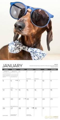 Dachshund Rules 2025 Mini [KSIĄŻKA]