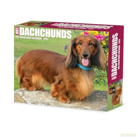 Dachshunds 2025 Box [KSIĄŻKA]