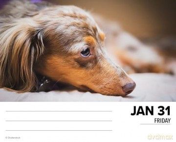 Dachshunds 2025 Box [KSIĄŻKA]