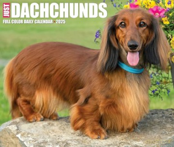 Dachshunds 2025 Box [KSIĄŻKA]