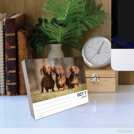 Dachshunds 2025 Box [KSIĄŻKA]