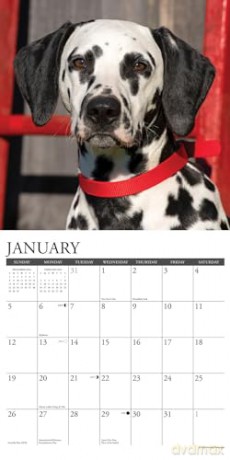 Dalmatians 2025 Wall [KSIĄŻKA]