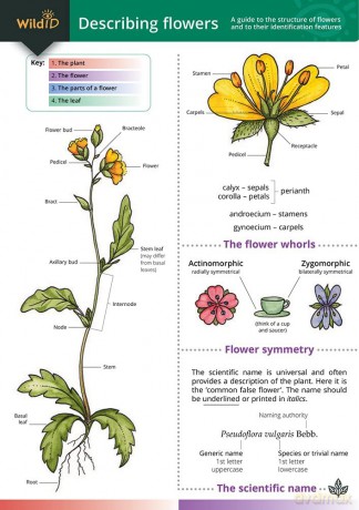 Describing Flowers (WildID) - Anne Bebbington [KSIĄŻKA]