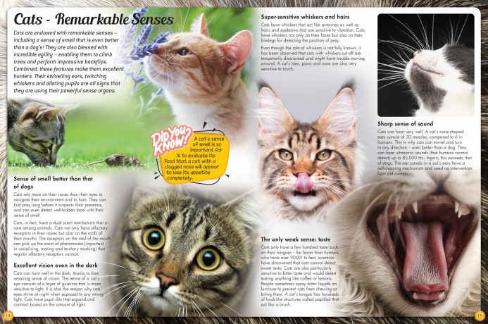 Discover an Encyclopedia of Cats: A Guide to Domestic Felines (Wonders of Learning Padded Foil Book) [KSIĄŻKA]