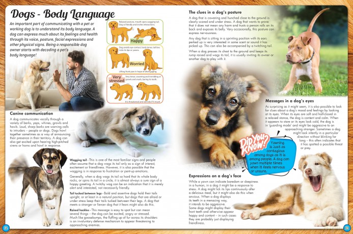 Discover an Encyclopedia of Dogs: A Guide to Domestic Canines (Wonders of Learning Padded Foil Book) [KSIĄŻKA]