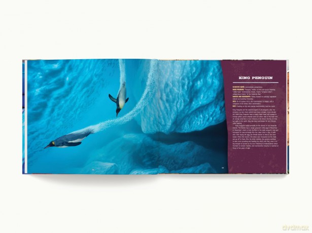 Discovering Birds: The Ultimate Handbook to the Birds of the World - Roger Lederer [KSIĄŻKA]
