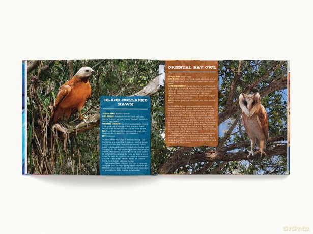 Discovering Birds: The Ultimate Handbook to the Birds of the World - Roger Lederer [KSIĄŻKA]