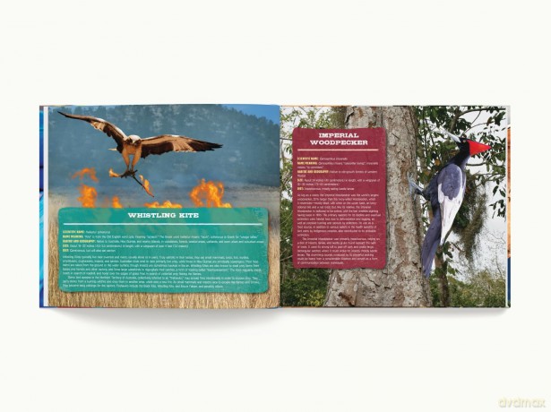 Discovering Birds: The Ultimate Handbook to the Birds of the World - Roger Lederer [KSIĄŻKA]