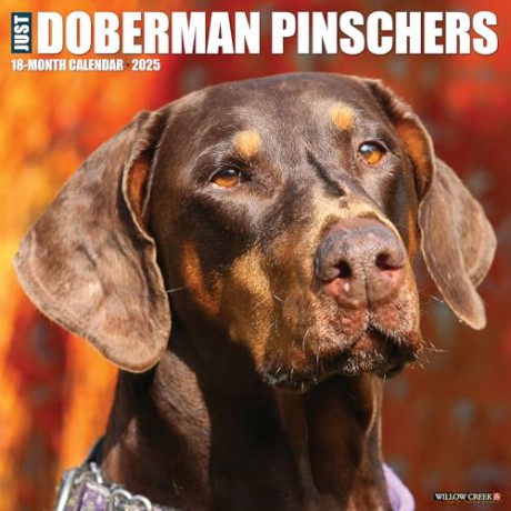 Doberman Pinschers 2025 Wall [KSIĄŻKA]