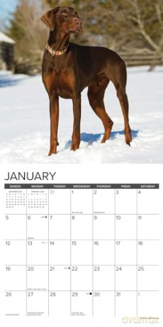 Doberman Pinschers 2025 Wall [KSIĄŻKA]
