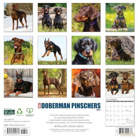 Doberman Pinschers 2025 Wall [KSIĄŻKA]
