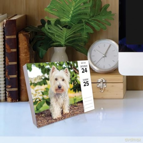 Dogs 2025 Box [KSIĄŻKA]