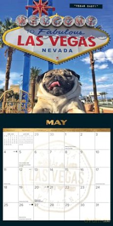 Doug the Pug 2025 Wall [KSIĄŻKA]