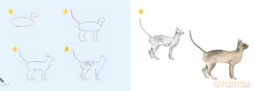 Draw 30: Cats: in easy steps - Polly Pinder [KSIĄŻKA]