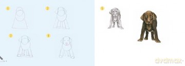 Draw 30: Dogs: in easy steps - Susie Hodge [KSIĄŻKA]