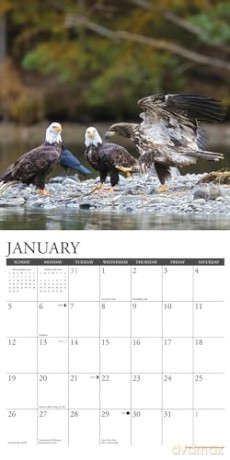 Eagles 2025 Wall [KSIĄŻKA]