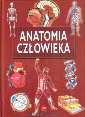 Ilustr. Encyklopedia dla dzieci - Anat. Człowieka [KSIĄŻKA]