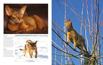 Encyclopedia of Cats (Encyclopedias) - Julianna Photopoulos [KSIĄŻKA]