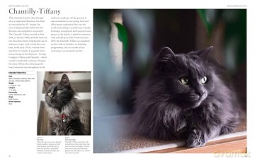 Encyclopedia of Cats (Encyclopedias) - Julianna Photopoulos [KSIĄŻKA]