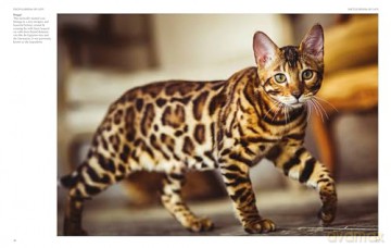 Encyclopedia of Cats (Encyclopedias) - Julianna Photopoulos [KSIĄŻKA]