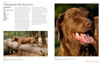 Encyclopedia of Dogs (Encyclopedias) - Tom Jackson [KSIĄŻKA]