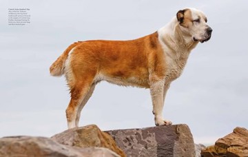 Encyclopedia of Dogs (Encyclopedias) - Tom Jackson [KSIĄŻKA]