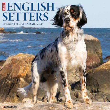 English Setters 2025 Wall [KSIĄŻKA]