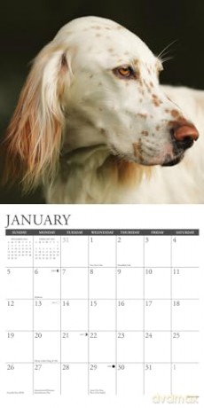 English Setters 2025 Wall [KSIĄŻKA]