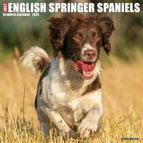 English Springer Spaniels 2025 Wall [KSIĄŻKA]