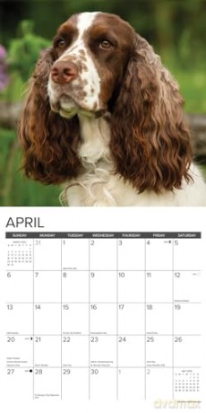 English Springer Spaniels 2025 Wall [KSIĄŻKA]