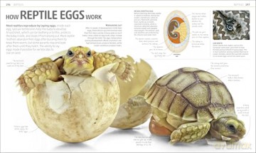 Explanatorium of Nature: Where the Wonders of the World are Revealed (DK Explanatorium) [KSIĄŻKA]