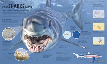 Explanatorium of Nature: Where the Wonders of the World are Revealed (DK Explanatorium) [KSIĄŻKA]