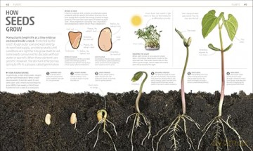 Explanatorium of Nature: Where the Wonders of the World are Revealed (DK Explanatorium) [KSIĄŻKA]