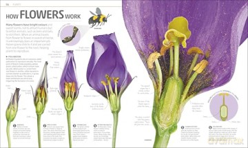Explanatorium of Nature: Where the Wonders of the World are Revealed (DK Explanatorium) [KSIĄŻKA]