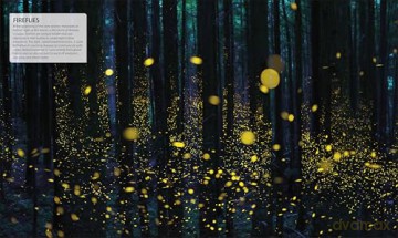 Explanatorium of Nature: Where the Wonders of the World are Revealed (DK Explanatorium) [KSIĄŻKA]